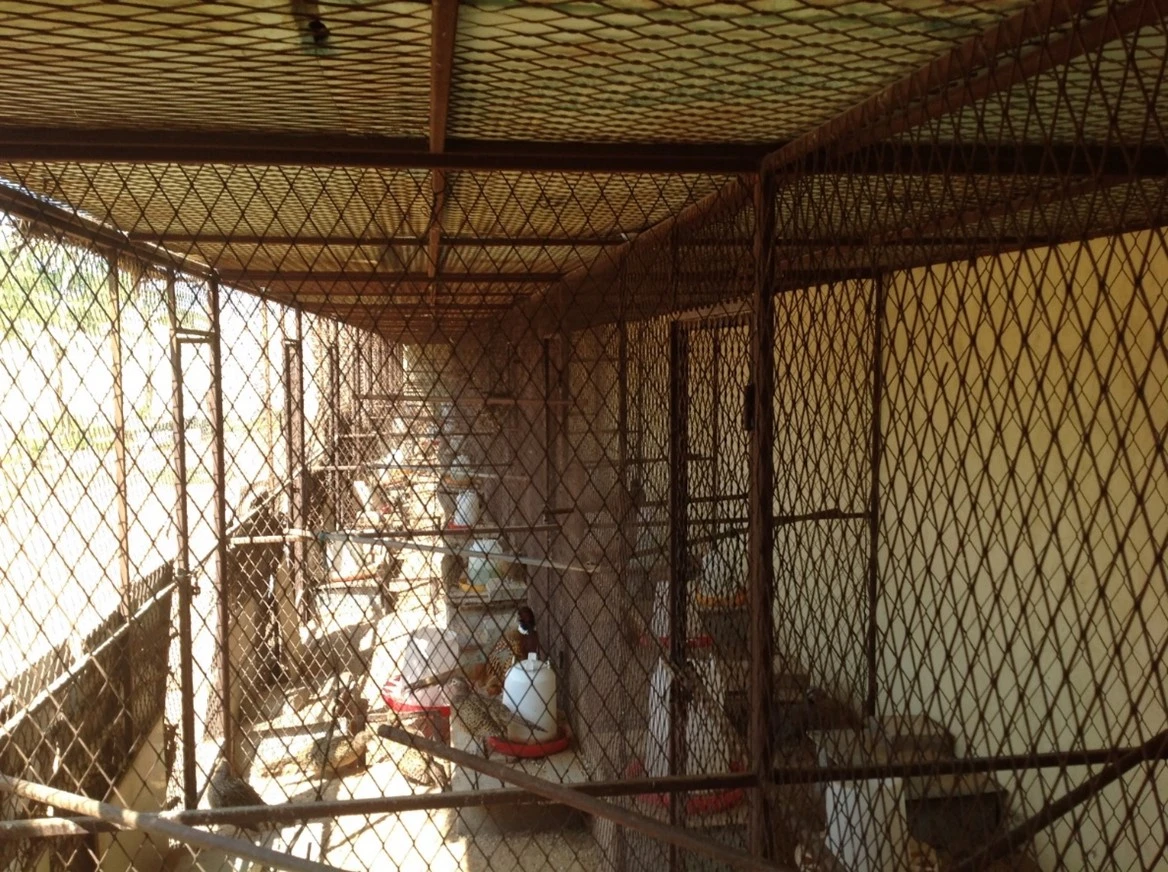 STEEL CAGES BUILT FOR 24 CAGES FOR ANIMAL BREEDING