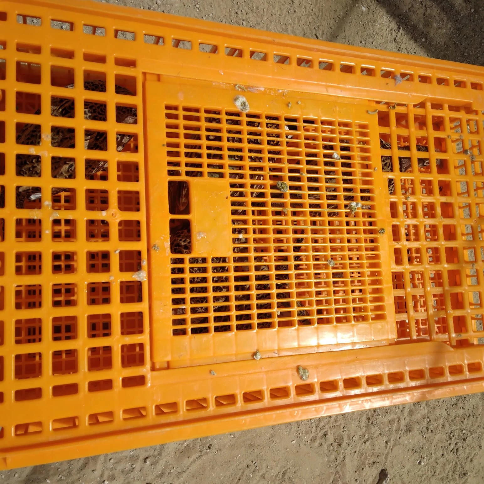 Premier 1 Poultry Transporter Crates  X 4 CRATES FOR SALE  94CMS X 56 CMS X 24 CMS