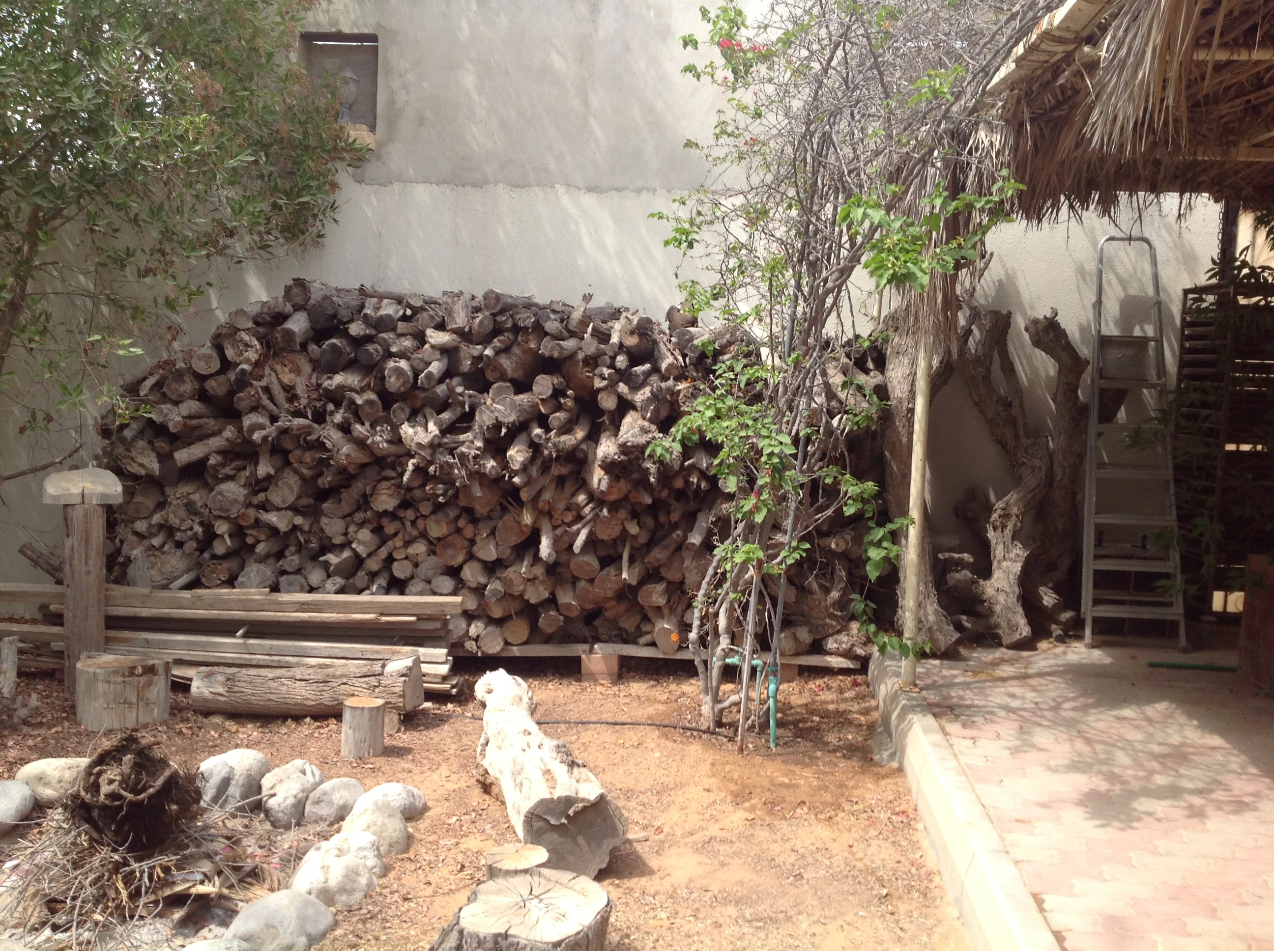 Natural Wood Logs Collection for Unique Garden Decor